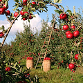 Agricoltura in Italia, incidenza lavoro irregolare al 24,4% 