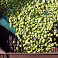 Anacapri Città dell'Olio