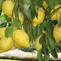 Costiera Amalfitana. Limoni freschi sulla vostra tavola, dal produttore al consumatore.