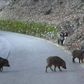 Costiera Amalfitana: Maiale nero si nasconde tra il branco dei cinghiali per sopravvivere al Natale. #Nullanews / Video