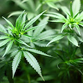 Germania, approvata la legalizzazione della cannabis 