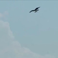 Incredibile in South Carolina: aquila cattura squalo e sorvola la spiaggia [VIDEO]