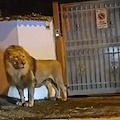 Ladispoli, catturato ieri sera il leone scappato dal circo