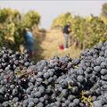 Montepulciano, vendemmia 2015: per il grande rosso vincono le quote "rosa"