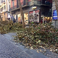 Napoli, Vomero: polemiche per la potatura degli alberi