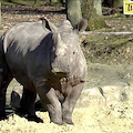 Parigi, orrore allo zoo, ucciso rinoceronte per rubare corno. L’animale è stata abbattuto e il suo corno asportato da sconosciuti, penetrati nella notte in uno zoo alle porte della capitale