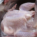 Regno Unito: lavare il pollo a mani nude potrebbe essere rischioso per la salute, l'allerta dell'Agenzia per la sicurezza alimentare