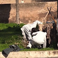 Roma, La riabilitazione dei detenuti di Rebibbia parte reintegrandoli nella società tramite il lavoro. [Video]