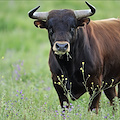 Salerno: un imprenditore è stato aggredito da un toro, immediato il ricovero al pronto soccorso