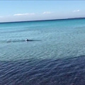 Squalo di circa 2 metri avvistato a pochi metri dalla riva a Lido Pizzo di Gallipoli. Primo avvistamento della stagione di una verdesca così a riva. Si tratta di un comportamento che ormai si ripete ogni anno ad inizio stagione, tutto da comprendere