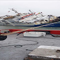 Strage di pecore nel Mar Nero / Video