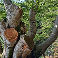 Taglio illegale di alberi fuori controllo: ASA Montella scrive al Ministero dell'Ambiente