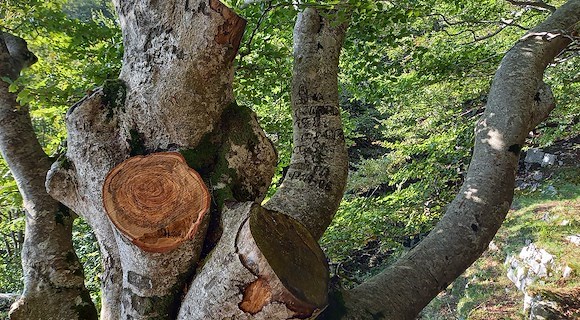 Taglio illegale di alberi fuori controllo: ASA Montella scrive al Ministero dell'Ambiente